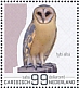 Western Barn Owl Tyto alba