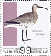 Eurasian Whimbrel Numenius phaeopus