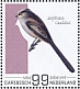 Long-tailed Tit Aegithalos caudatus