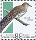 Common Cuckoo Cuculus canorus