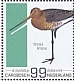 Black-tailed Godwit Limosa limosa