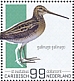 Common Snipe Gallinago gallinago