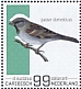 House Sparrow Passer domesticus