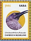 Brown Trembler Cinclocerthia ruficauda  2024 Birds of Saba Sheet