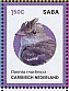 Caribbean Elaenia Elaenia martinica  2024 Birds of Saba Sheet