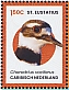 Killdeer Charadrius vociferus  2024 Birds of St Eustatius Sheet