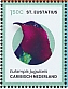 Purple-throated Carib Eulampis jugularis  2024 Birds of St Eustatius Sheet