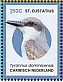 Grey Kingbird Tyrannus dominicensis  2024 Birds of St Eustatius Sheet
