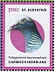 White-crowned Pigeon Patagioenas leucocephala  2024 Birds of St Eustatius Sheet