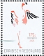 American Flamingo Phoenicopterus ruber
