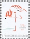 American Flamingo Phoenicopterus ruber