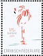American Flamingo Phoenicopterus ruber
