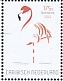 American Flamingo Phoenicopterus ruber