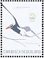Red-billed Tropicbird Phaethon aethereus