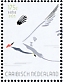 Red-billed Tropicbird Phaethon aethereus