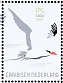 Red-billed Tropicbird Phaethon aethereus
