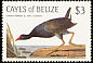 Common Gallinule Gallinula galeata  1985 Audubon 