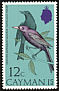 Greater Antillean Grackle Quiscalus niger  1974 Birds 