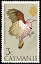 Northern Flicker Colaptes auratus  1975 Birds 