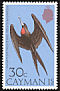 Magnificent Frigatebird Fregata magnificens  1975 Birds 