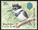 Belted Kingfisher Megaceryle alcyon