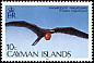 Magnificent Frigatebird Fregata magnificens