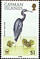 Little Blue Heron Egretta caerulea  1988 Herons 