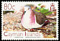 Caribbean Dove Leptotila jamaicensis  2006 Birds definitives 