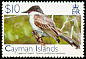 Loggerhead Kingbird Tyrannus caudifasciatus  2006 Birds definitives 
