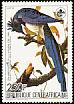 Black-throated Magpie-Jay Calocitta colliei