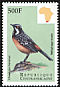 Cape Rockjumper Chaetops frenatus  1999 Birds of Africa 