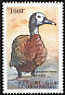 White-faced Whistling Duck Dendrocygna viduata  2000 Birds of Africa 