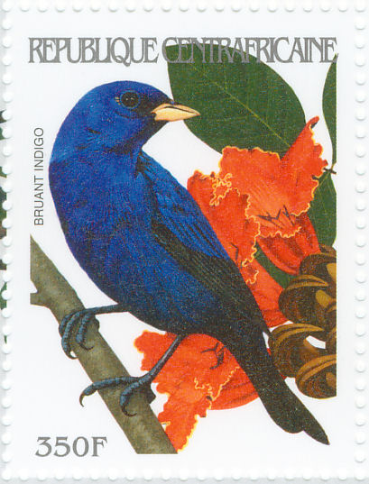 Indigo Bunting stamps - mainly images - gallery format