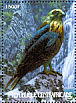 Western Marsh Harrier Circus aeruginosus  2001 Birds  MS