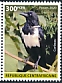 Pied Crow Corvus albus