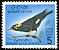 Southern Hill Myna Gracula indica  1966 Birds of Ceylon 