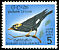 Southern Hill Myna Gracula indica