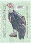 California Condor Gymnogyps californianus