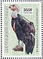 California Condor Gymnogyps californianus