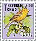 Sudan Golden Sparrow Passer luteus  2012 Birds  MS