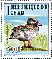 Cape Teal Anas capensis