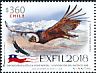 Andean Condor Vultur gryphus  2018 Exfil 2018 