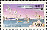 Antarctic Tern Sterna vittata  1986 Antarctic fauna 
