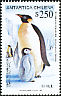 Emperor Penguin Aptenodytes forsteri