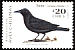 Austral Blackbird Curaeus curaeus