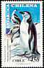 Antarctic Shag Leucocarbo bransfieldensis  1999 Chilean Antarctic 
