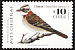Rufous-collared Sparrow Zonotrichia capensis  2000 Chilean birds 