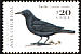 Austral Blackbird Curaeus curaeus  2000 Chilean birds 