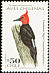 Magellanic Woodpecker Campephilus magellanicus  2000 Chilean birds 