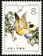Black-naped Oriole Oriolus chinensis  1982 Birds 